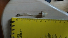 Conocybe apala albipes