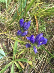 Gentiana decumbens