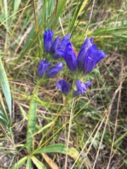 Gentiana decumbens