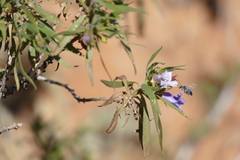 Eremophila freelingii