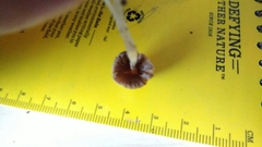 Conocybe apala albipes