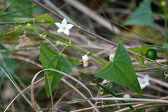 Zehneria cunninghamii