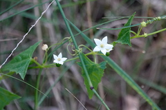 Zehneria cunninghamii