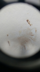 Conocybe apala albipes