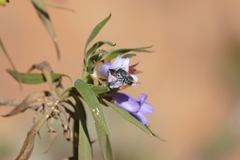 Eremophila freelingii