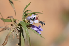 Eremophila freelingii