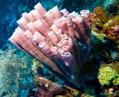 Callyspongia siphonella