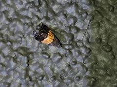 Tripudia balteata