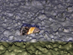 Tripudia balteata
