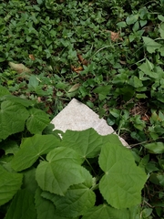 Malvaviscus arboreus drummondii