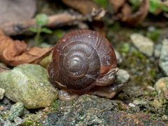Quantula striata