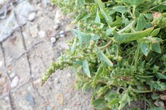Atriplex glabriuscula