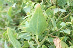Atriplex glabriuscula