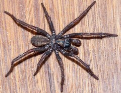 Arbanitis melancholicus