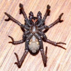 Arbanitis melancholicus