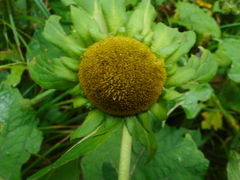 Carpesium macrocephalum