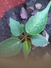 Ficus religiosa