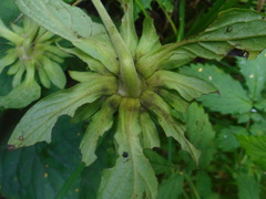 Carpesium macrocephalum