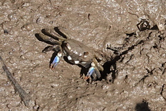 Australoplax tridentata