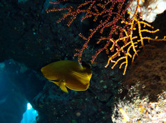 Chaetodon semilarvatus