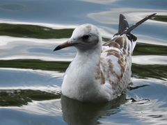 Chroicocephalus ridibundus