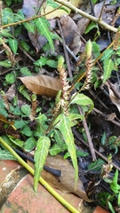 Lepidagathis incurva