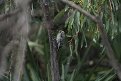 Dryobates scalaris