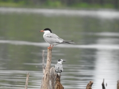 Sterna hirundo