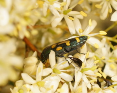 Castiarina wilsoni