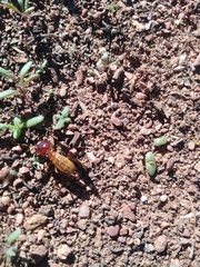 Microhodotermes viator