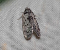 Palimmeces hemiphanes