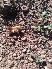 Microhodotermes viator