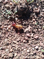 Microhodotermes viator