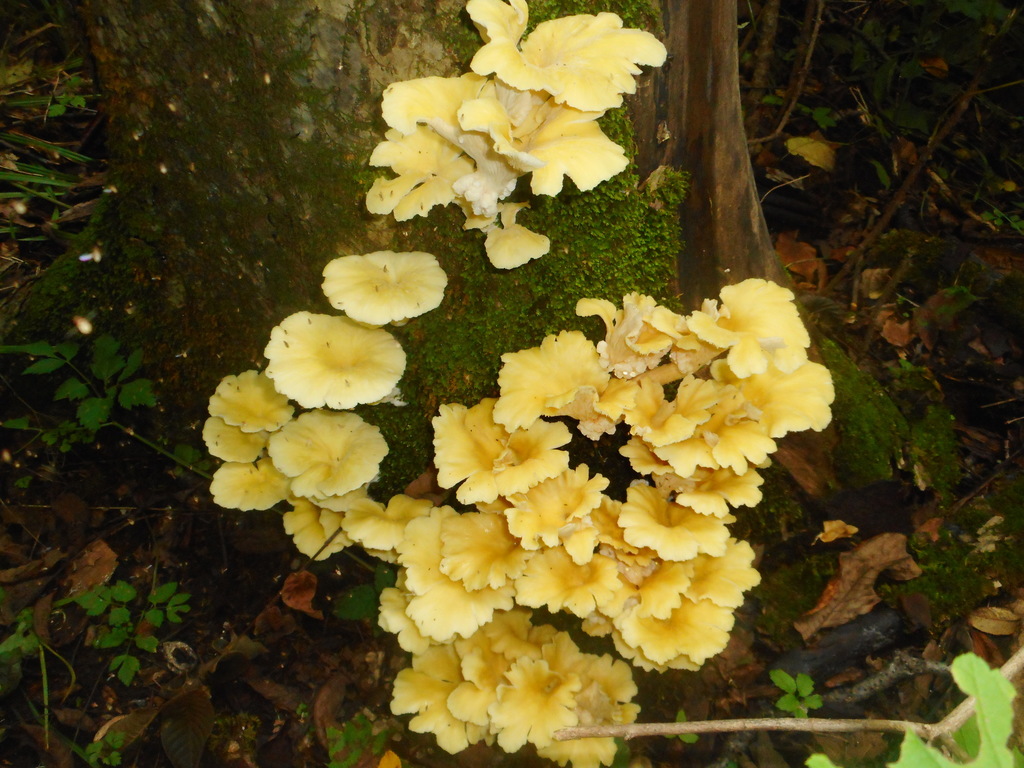 Pleurotus citrinopileatus · August 2020 · photo: © epopov (iNaturalist, cc-by)