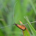 Nemophora violellus - Photo (c) rbr20, some rights reserved (CC BY-NC), uploaded by rbr20