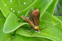 Nemophora violellus