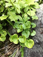 Parnassia fimbriata