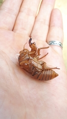 Graptopsaltria nigrofuscata