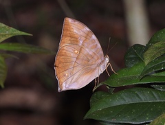 Zeuxidia amethystus