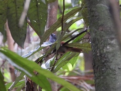 Cyanoderma erythropterum