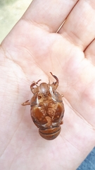 Graptopsaltria nigrofuscata