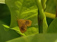 Mabra eryxalis