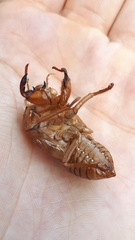 Graptopsaltria nigrofuscata