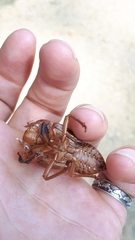 Graptopsaltria nigrofuscata