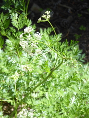 Ligusticum grayi