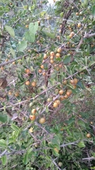 Canthium coromandelicum