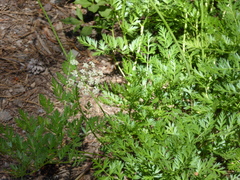 Ligusticum grayi
