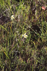 Cyanella alba flavescens