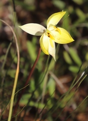 Cyanella alba flavescens