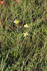 Cyanella alba flavescens